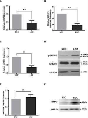 MicroRNA-574 Impacts Granulosa Cell Estradiol Production via Targeting TIMP3 and ERK1/2 Signaling Pathway